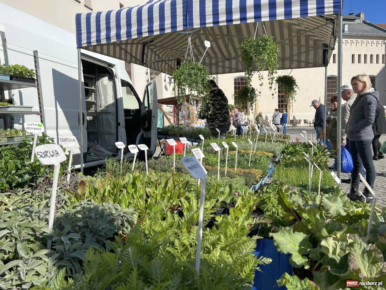 Zdjęcie w galerii na portalu naszraciborz.pl: Wiosenny jarmark kwiatów na zamkowym dziedzińcu [SPACER WIDEO] wiadomości z regionu