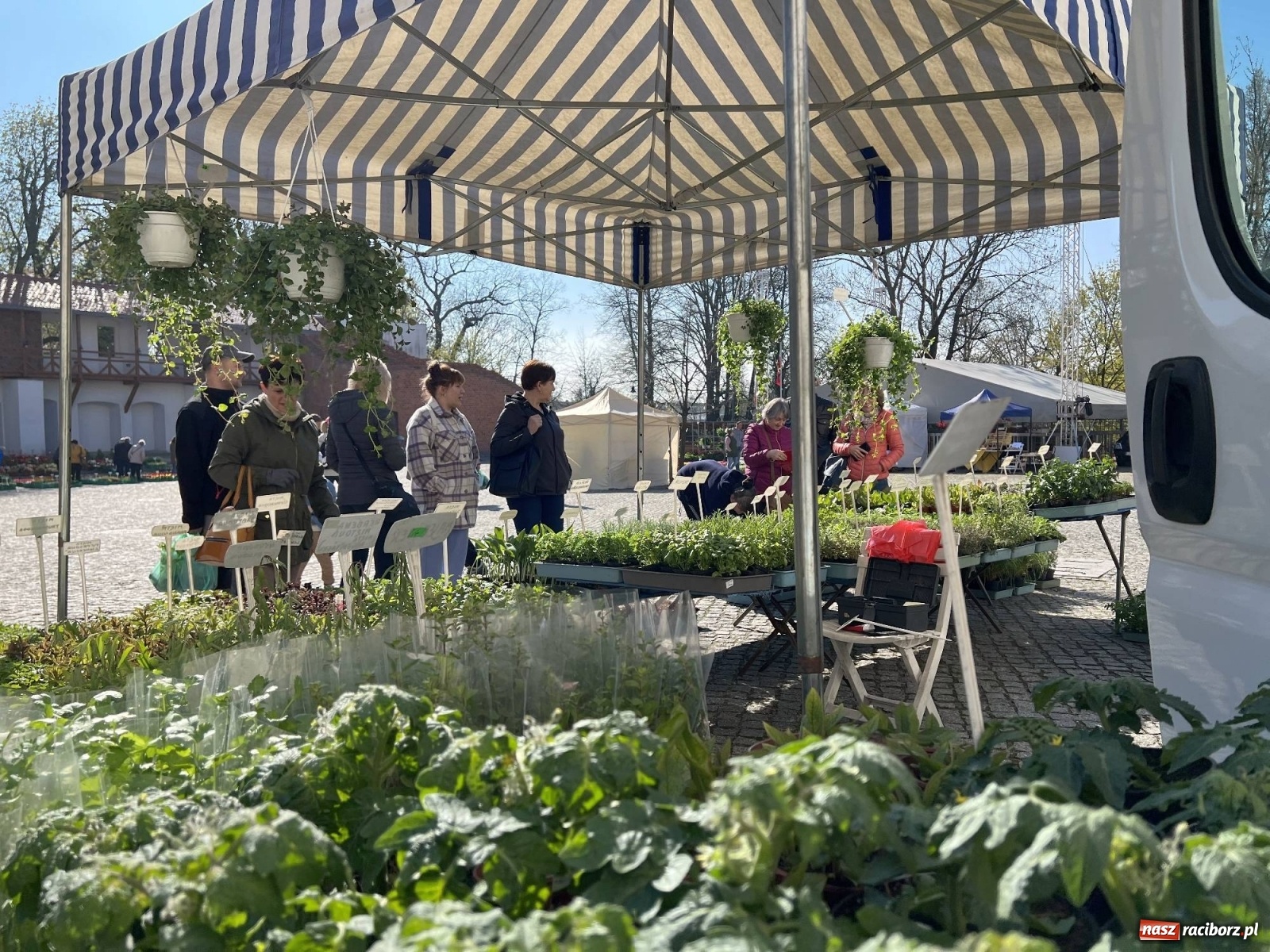 Zdjęcie w galerii na portalu naszraciborz.pl: Wiosenny jarmark kwiatów na zamkowym dziedzińcu [SPACER WIDEO] wiadomości z regionu