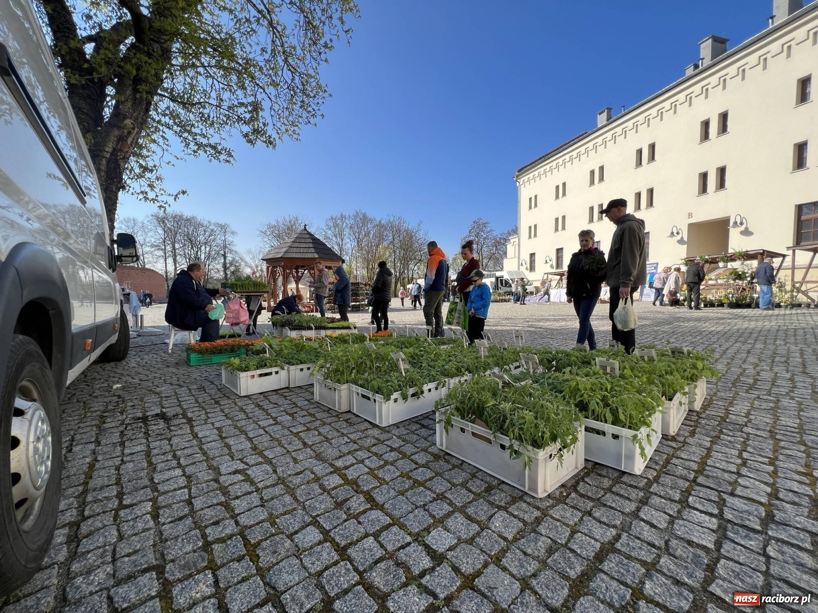 Zdjęcie w galerii na portalu naszraciborz.pl: Wiosenny jarmark kwiatów na zamkowym dziedzińcu [SPACER WIDEO] wiadomości z regionu