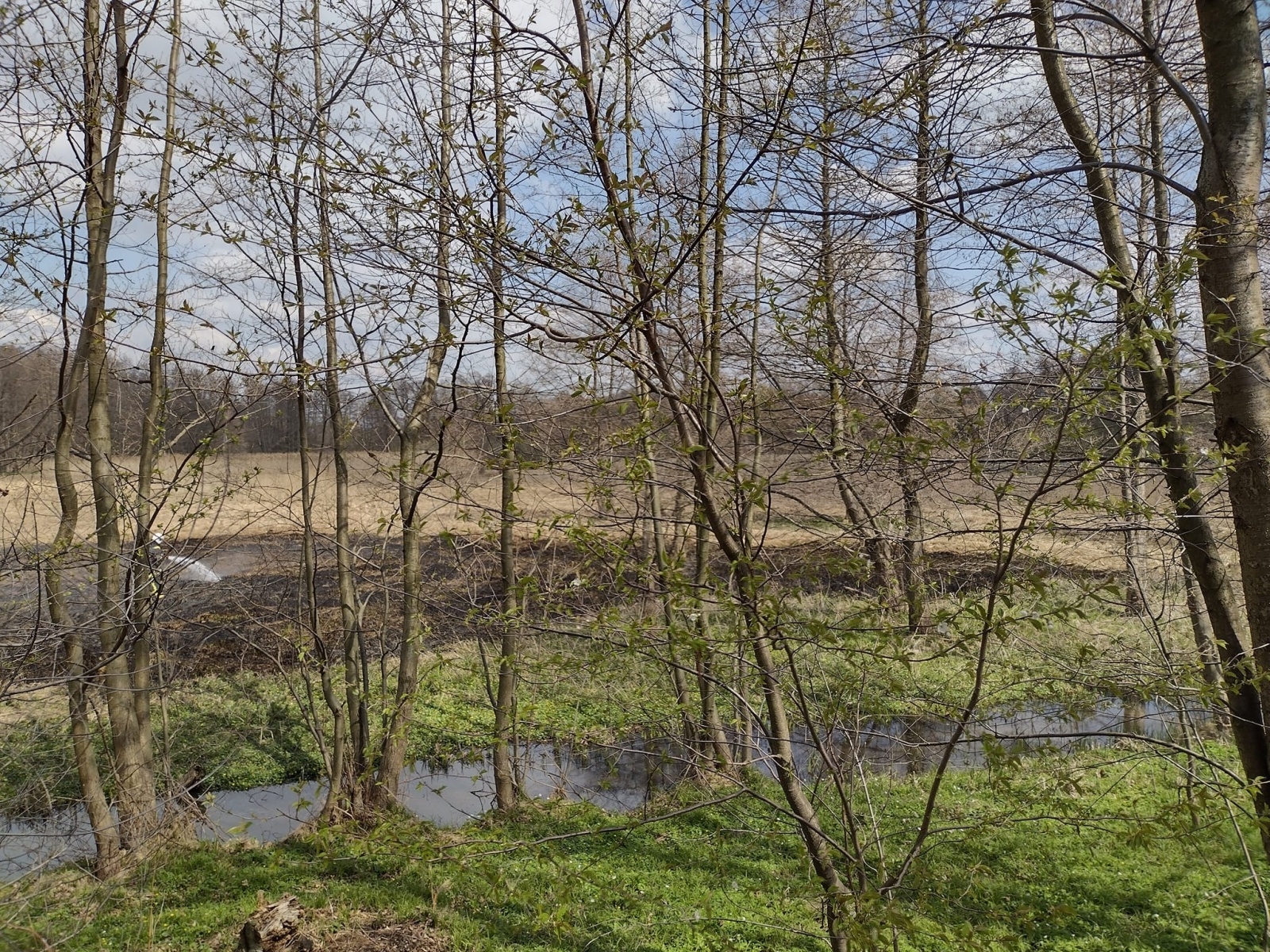 Zdjęcie w galerii na portalu naszraciborz.pl: Raport 998. Pożar trawy w Rzuchowie. Czad przy Spółdzielczej wiadomości z regionu