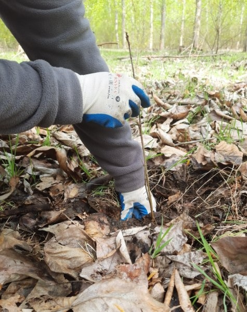 Zdjęcie w galerii na portalu naszraciborz.pl: Wokół Arboretum Bramy Morawskiej posadzono nowy las wiadomości z regionu