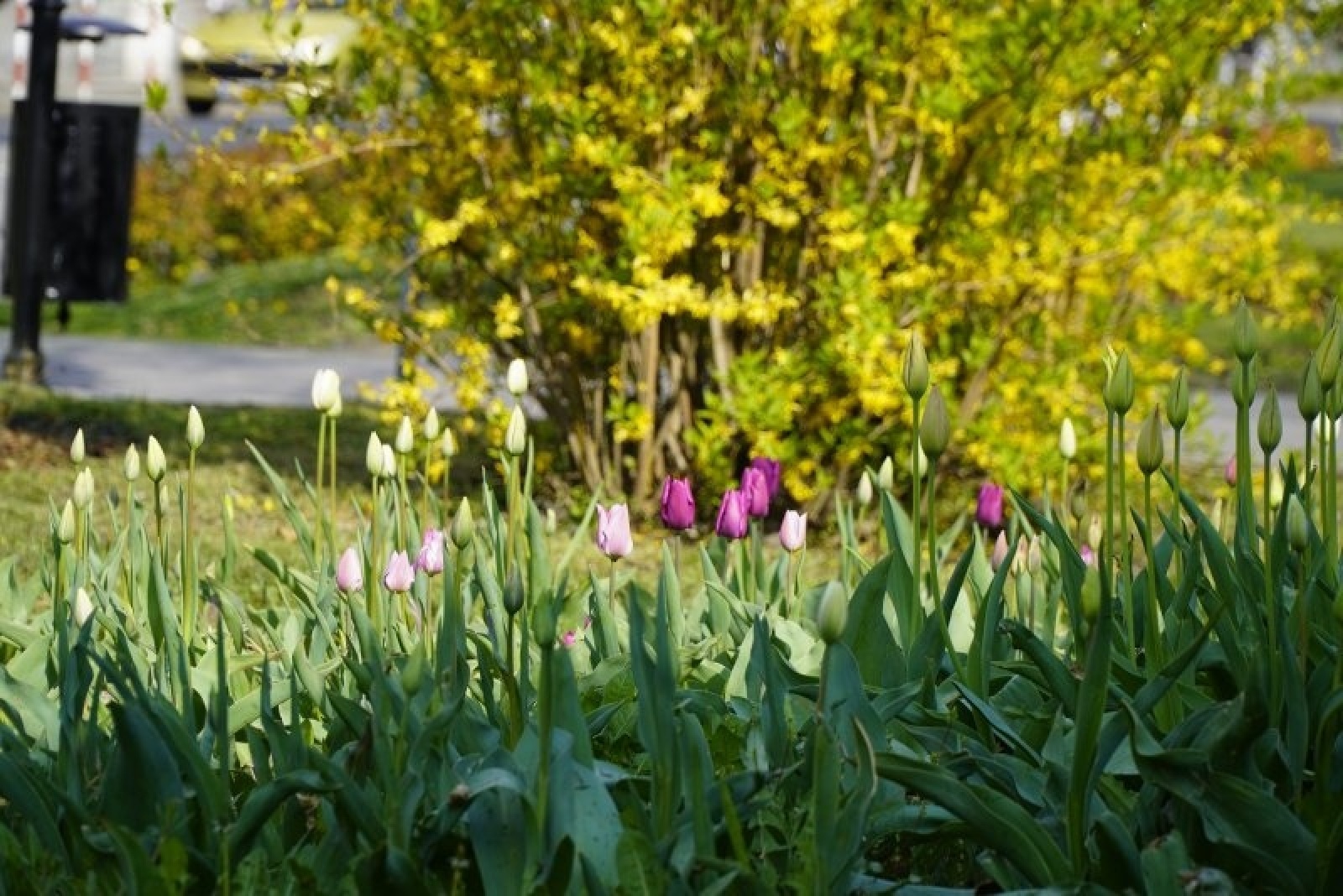 Zdjęcie w galerii na portalu naszraciborz.pl: W Raciborzu ruszyły wiosenne porządki. Gdzie waszym zdaniem powinny pojawić się służby? wiadomości z regionu