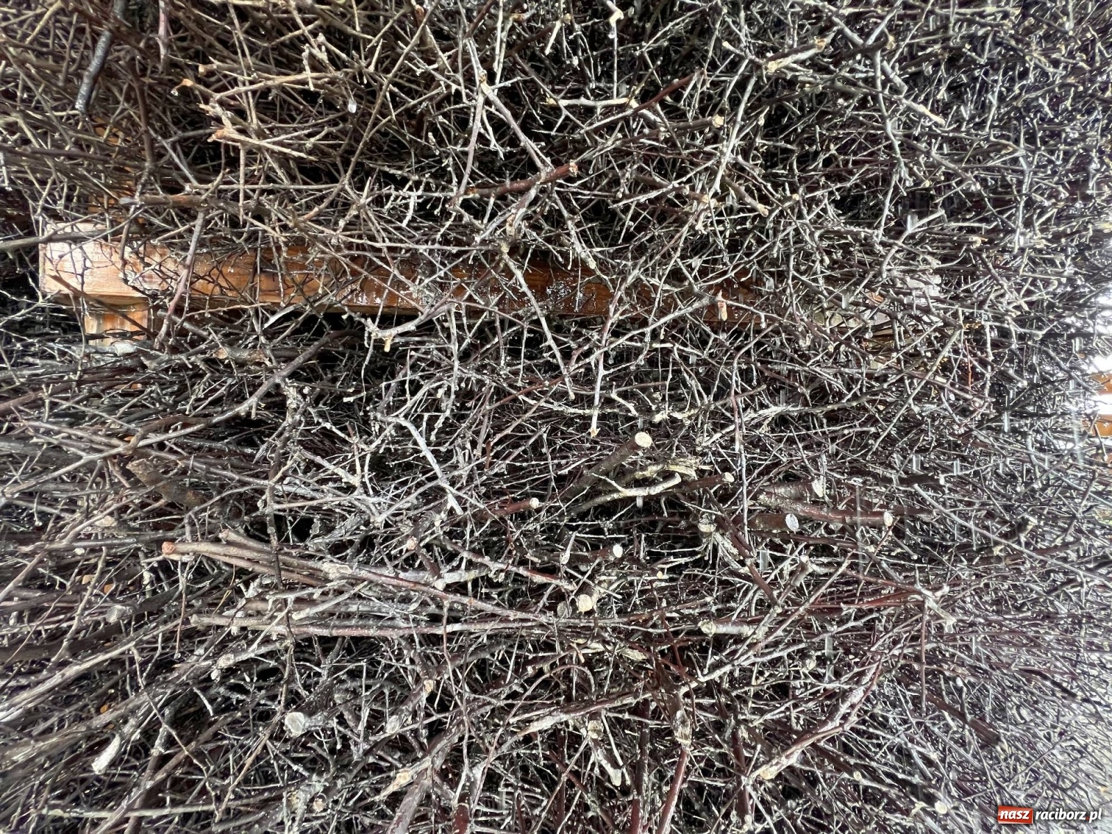 Zdjęcie w galerii na portalu naszraciborz.pl: Fantastyczne miejsce pod Raciborzem - z widokami i mikroklimatem [FOTO i WIDEO] wiadomości z regionu