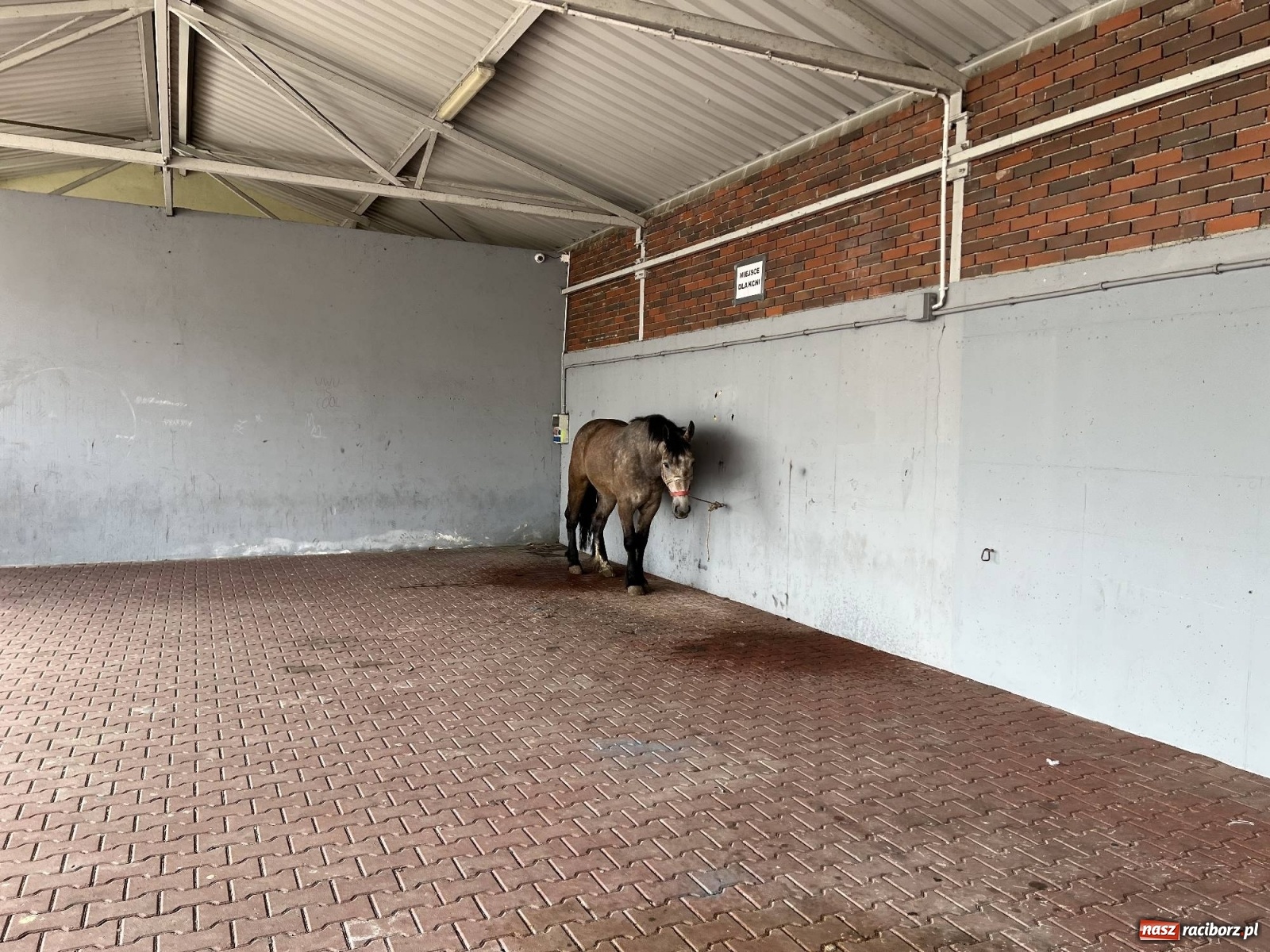 Zdjęcie w galerii na portalu naszraciborz.pl: Starocie i konie. Kwietniowy targ w Pietrowicach Wielkich wiadomości z regionu