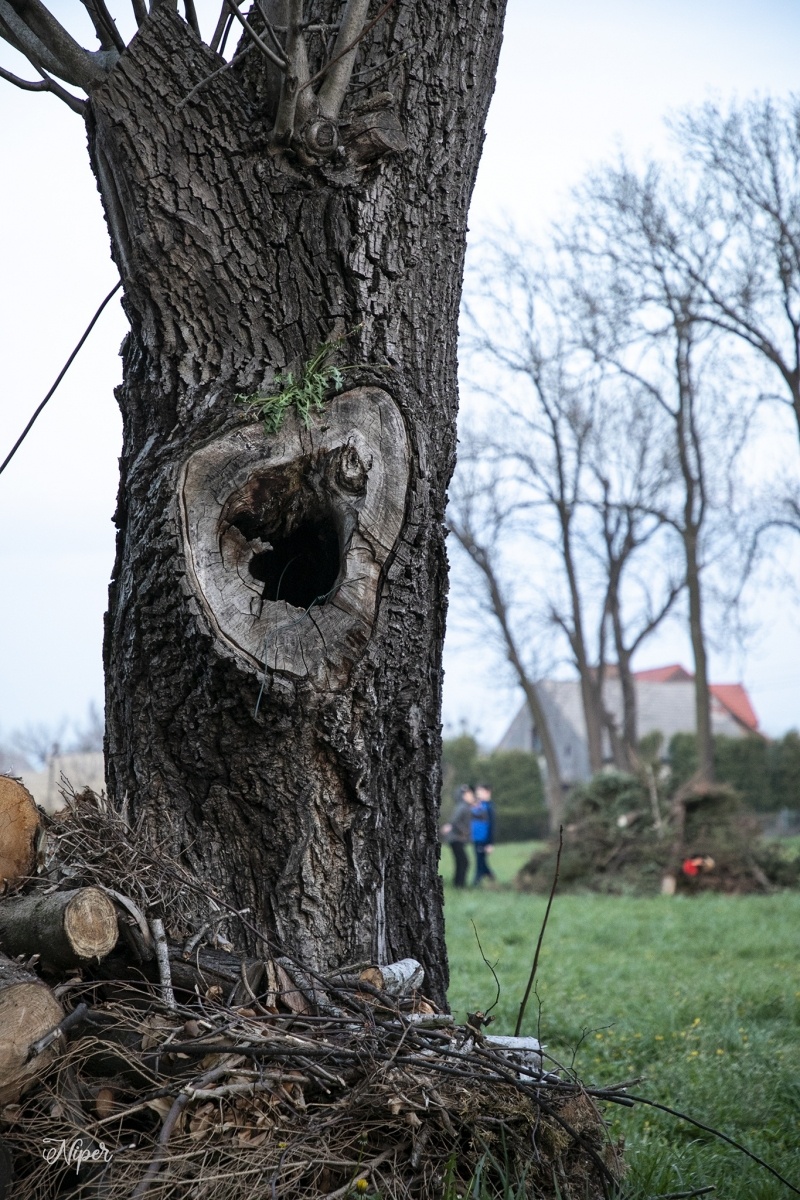 Zdjęcie w galerii na portalu naszraciborz.pl: Majówka na farskim placu w Krzanowicach [FOTO] wiadomości z regionu