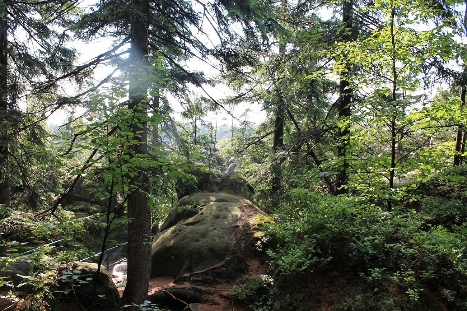Zdjęcie w galerii na portalu naszraciborz.pl: Złote w maju czy Stołowe w czerwcu? Orinoko zaprasza na Ziemię Kłodzką!  wiadomości z regionu