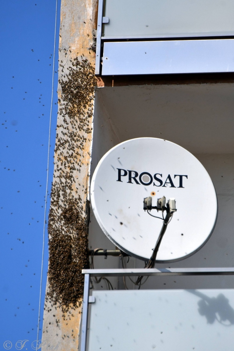 Zdjęcie w galerii na portalu naszraciborz.pl: Raport 998. Rój pszczół na Katowickiej [FOTO] wiadomości z regionu