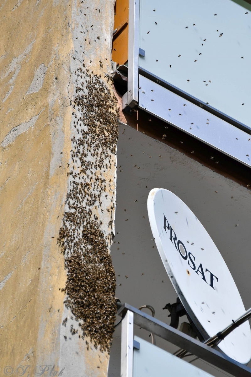 Zdjęcie w galerii na portalu naszraciborz.pl: Raport 998. Rój pszczół na Katowickiej [FOTO] wiadomości z regionu