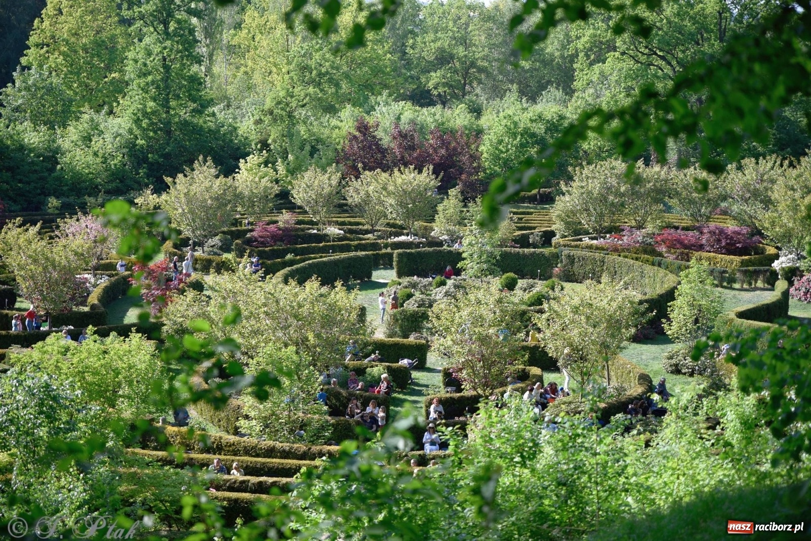 Zdjęcie w galerii na portalu naszraciborz.pl: W muzycznym świecie Walta Disney'a. Koncert w Zaczarowanym Ogrodzie [FOTO i WIDEO] wiadomości z regionu