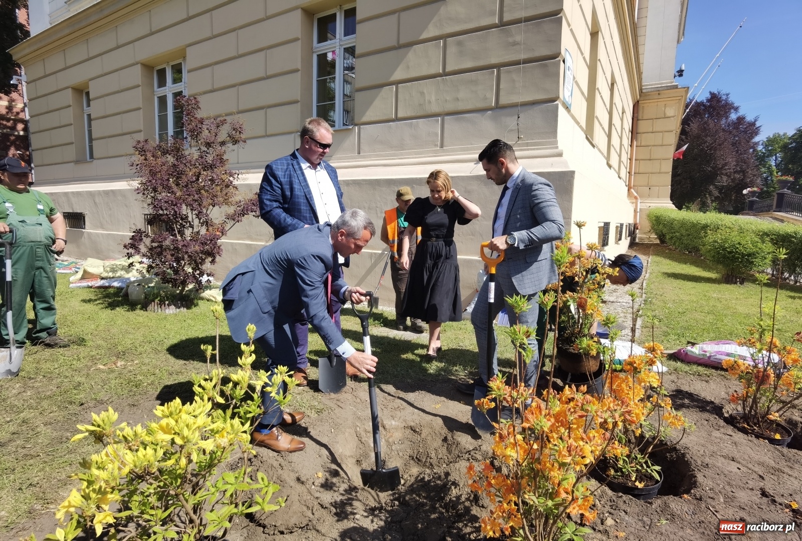 Zdjęcie w galerii na portalu naszraciborz.pl: Szlak azalii i różaneczników staje się coraz większy [FOTO i WIDEO] wiadomości z regionu