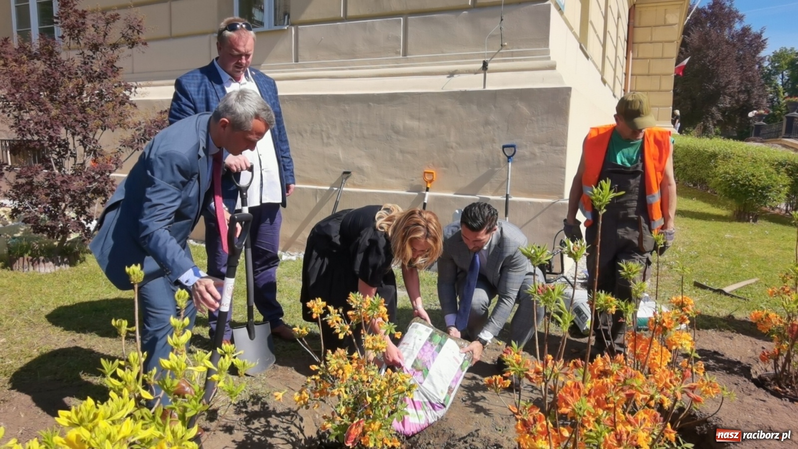 Zdjęcie w galerii na portalu naszraciborz.pl: Szlak azalii i różaneczników staje się coraz większy [FOTO i WIDEO] wiadomości z regionu