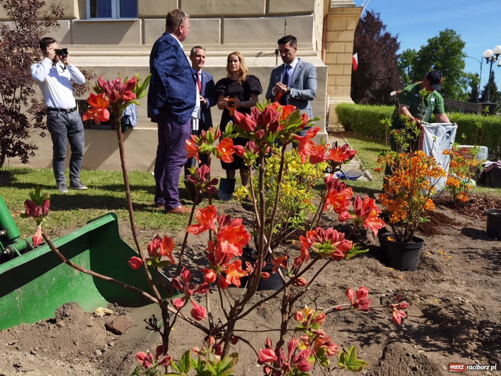 Zdjęcie w galerii na portalu naszraciborz.pl: Szlak azalii i różaneczników staje się coraz większy [FOTO i WIDEO] wiadomości z regionu