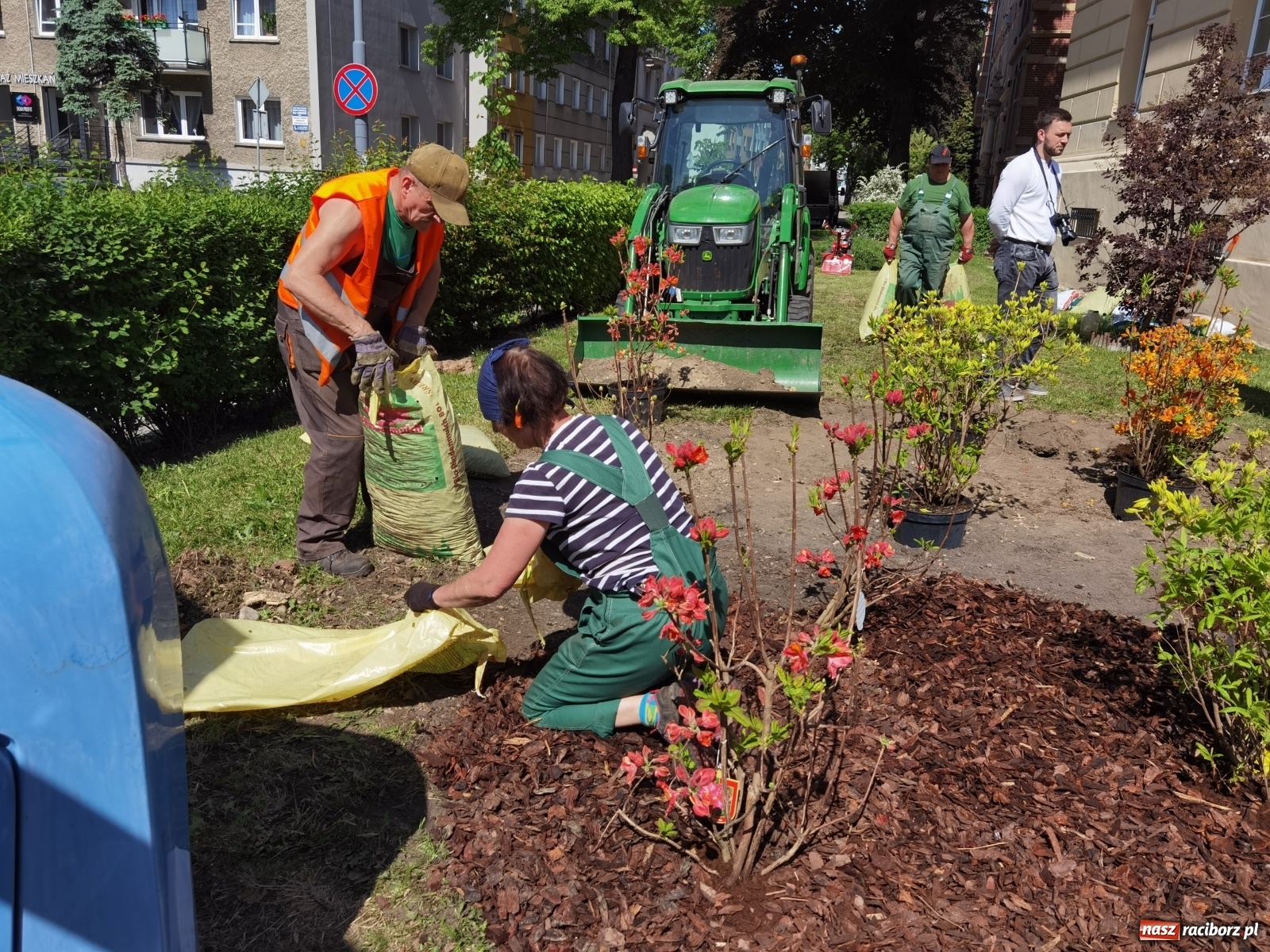 Zdjęcie w galerii na portalu naszraciborz.pl: Szlak azalii i różaneczników staje się coraz większy [FOTO i WIDEO] wiadomości z regionu