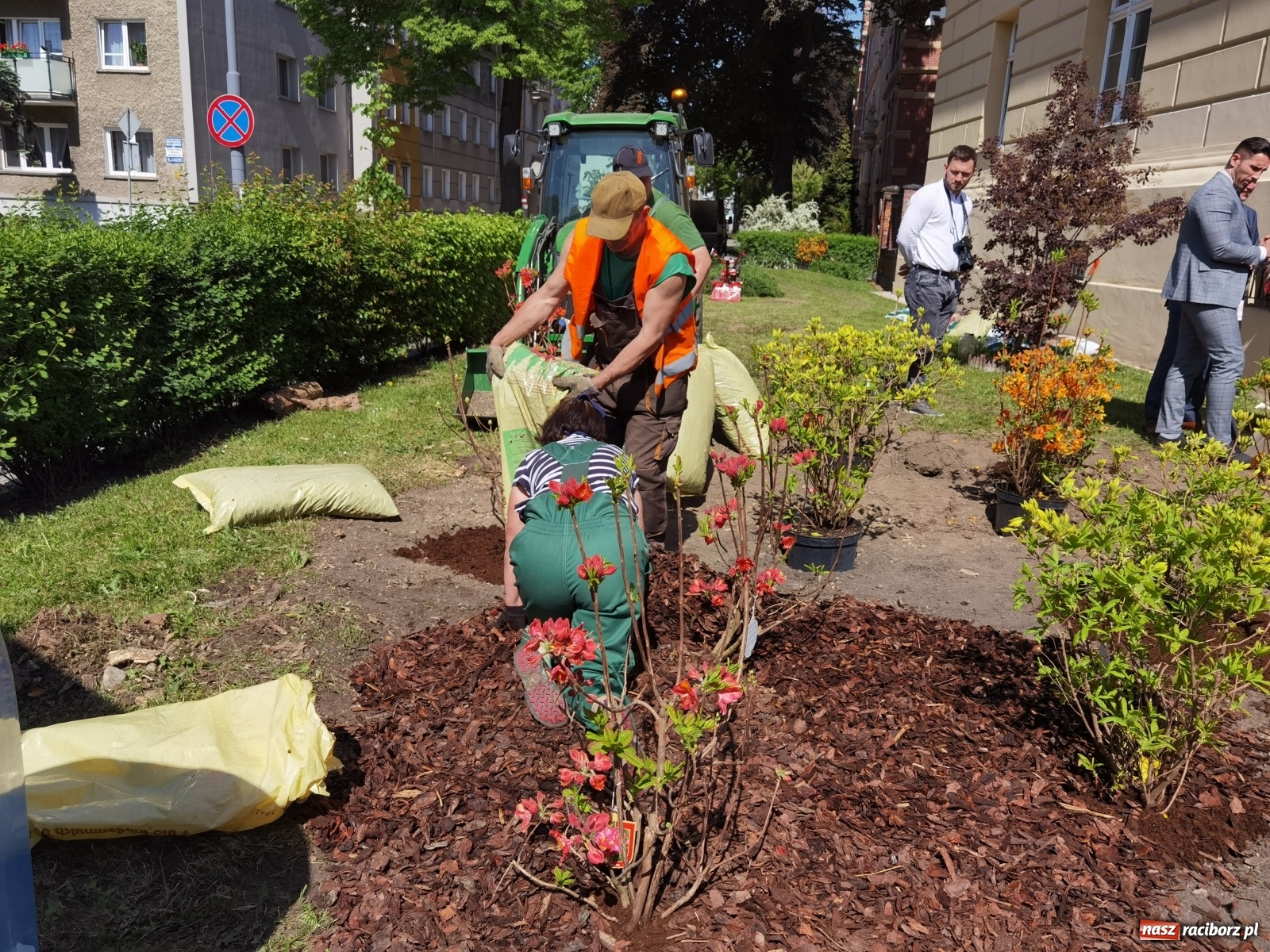 Zdjęcie w galerii na portalu naszraciborz.pl: Szlak azalii i różaneczników staje się coraz większy [FOTO i WIDEO] wiadomości z regionu