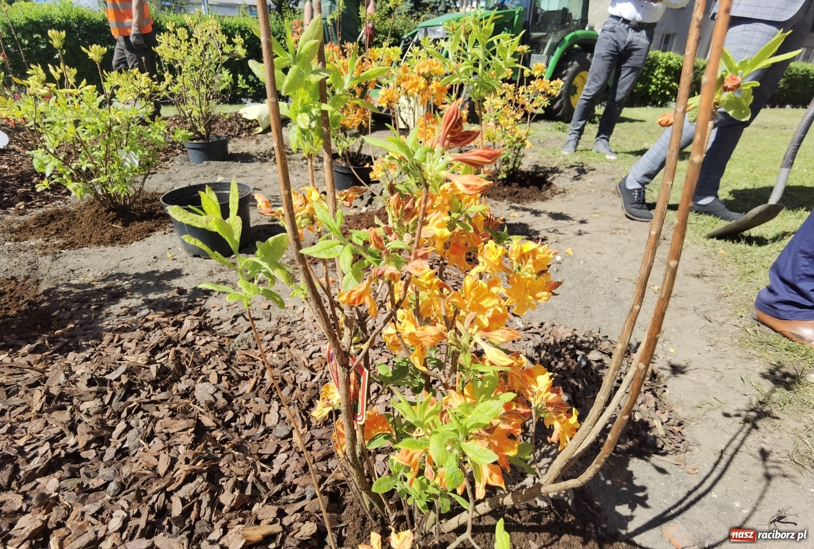 Zdjęcie w galerii na portalu naszraciborz.pl: Szlak azalii i różaneczników staje się coraz większy [FOTO i WIDEO] wiadomości z regionu