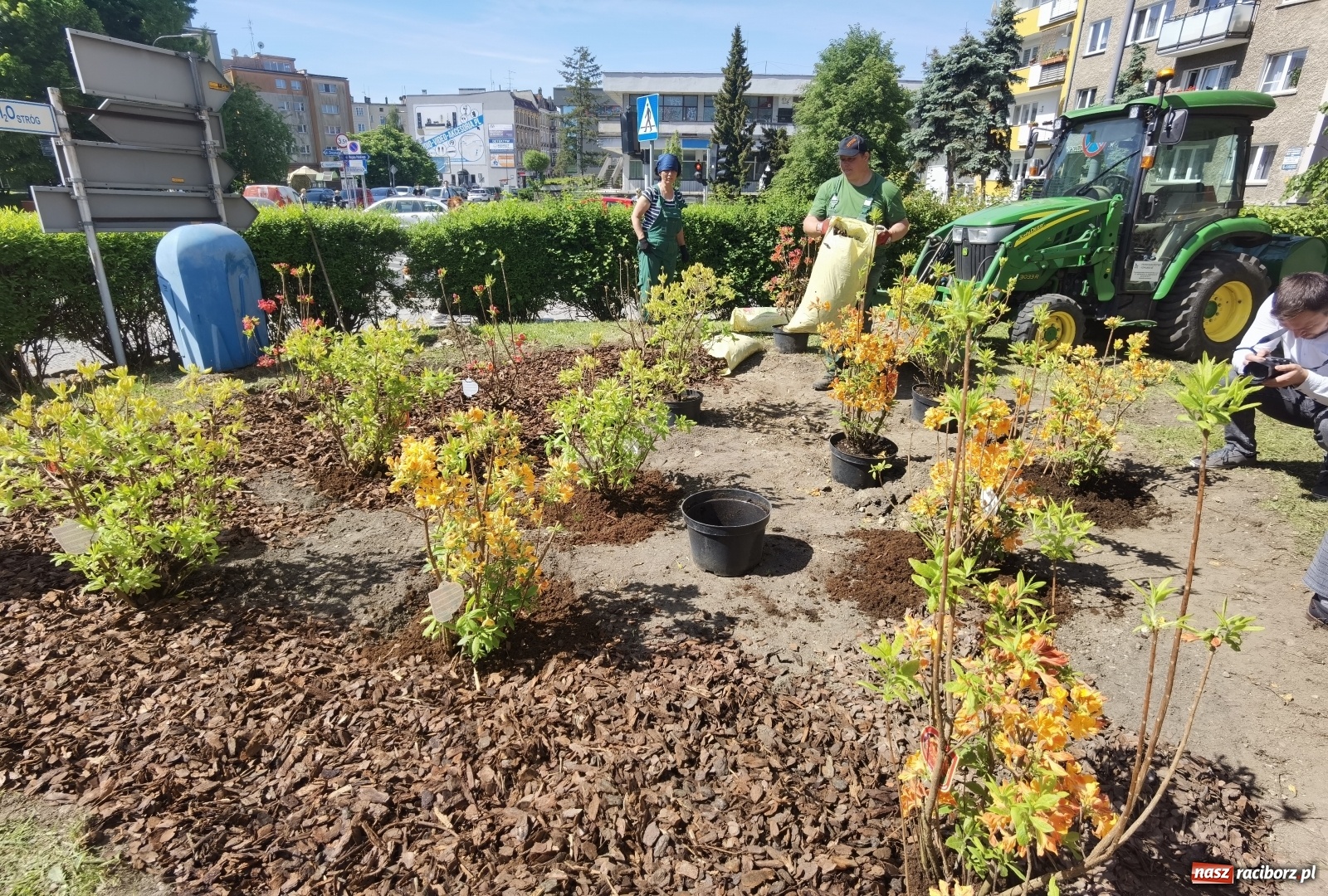 Zdjęcie w galerii na portalu naszraciborz.pl: Szlak azalii i różaneczników staje się coraz większy [FOTO i WIDEO] wiadomości z regionu