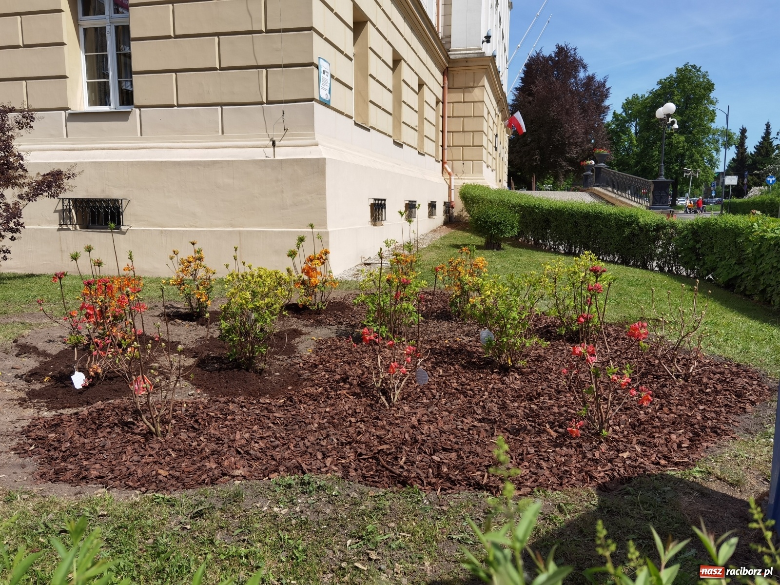 Zdjęcie w galerii na portalu naszraciborz.pl: Szlak azalii i różaneczników staje się coraz większy [FOTO i WIDEO] wiadomości z regionu