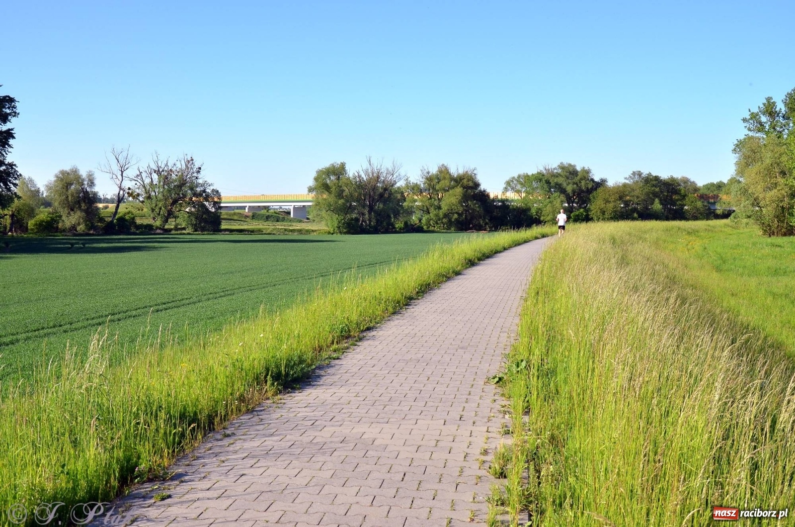Zdjęcie w galerii na portalu naszraciborz.pl: Obwodnica i okolice. Tak zagospodarowano teren wokół nowej drogi wiadomości z regionu