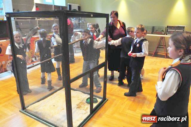 Zdjęcie w galerii na portalu naszraciborz.pl: Ptaki piękne i kolorowe wiadomości z regionu