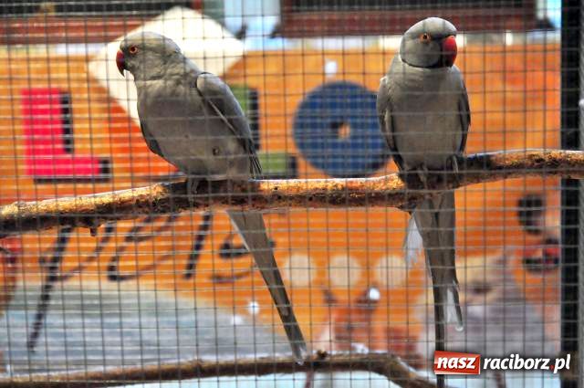 Zdjęcie w galerii na portalu naszraciborz.pl: Ptaki piękne i kolorowe wiadomości z regionu