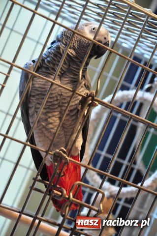 Zdjęcie w galerii na portalu naszraciborz.pl: Ptaki piękne i kolorowe wiadomości z regionu