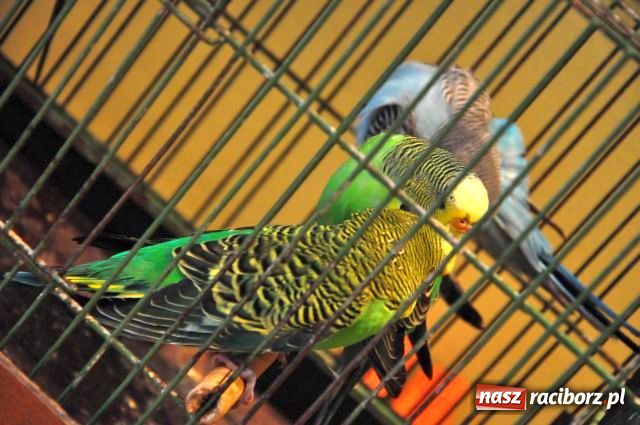 Zdjęcie w galerii na portalu naszraciborz.pl: Ptaki piękne i kolorowe wiadomości z regionu