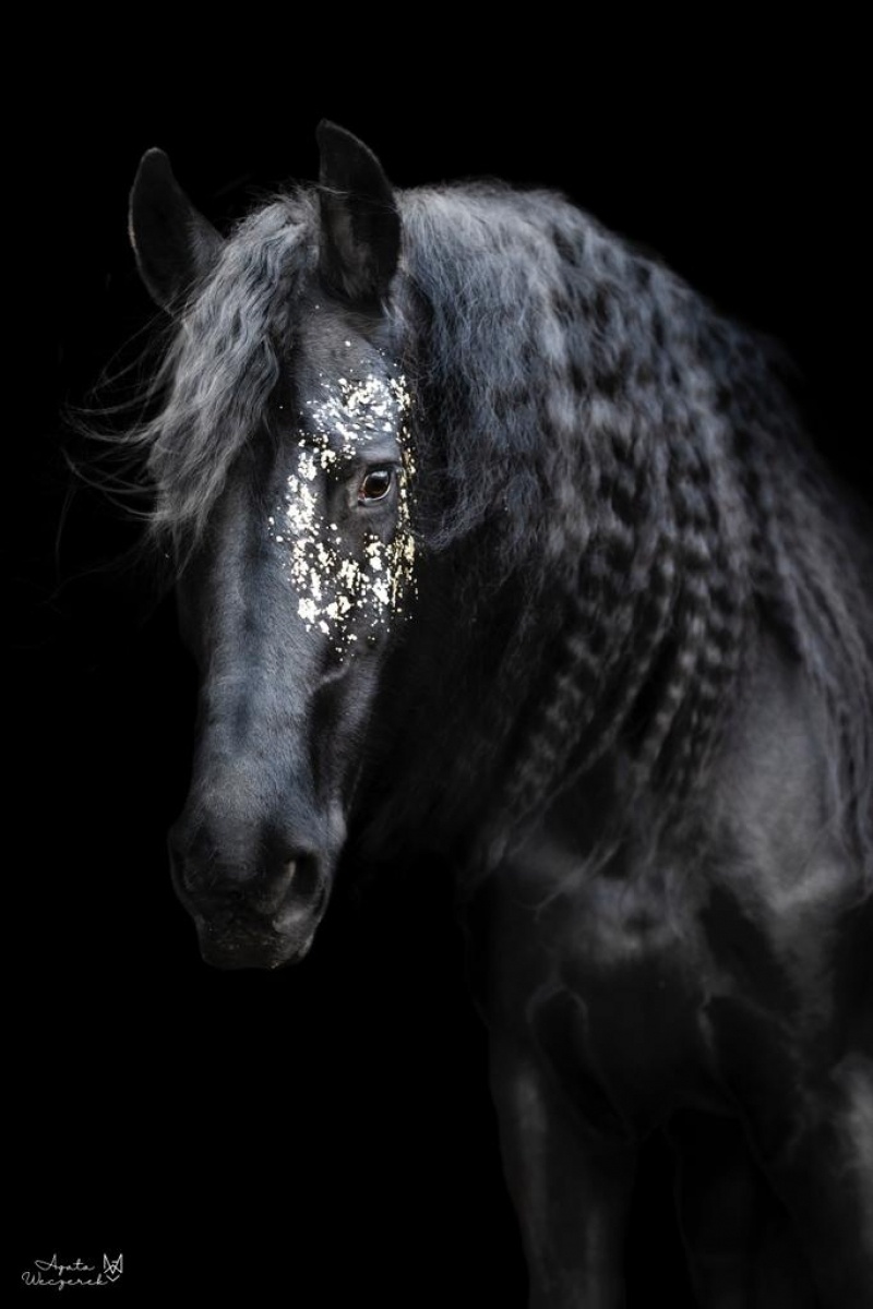 Zdjęcie w galerii na portalu naszraciborz.pl: Klub jeździecki Szymocice zaprasza na Dzień Dziecka wiadomości z regionu