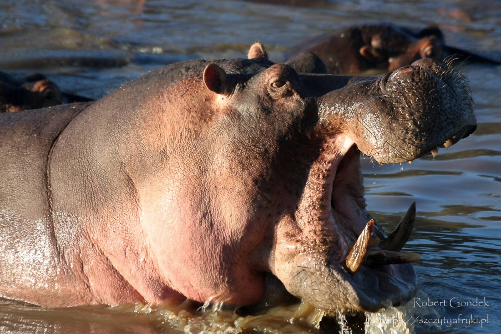 Zdjęcie w galerii na portalu naszraciborz.pl: Safari moich marzeń - Tanzania, Kenia. Spotkanie podróżnicze z Robertem Gondkiem wiadomości z regionu