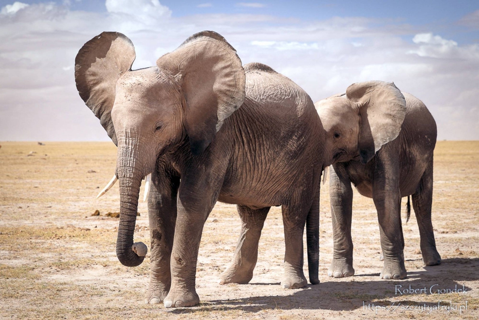 Zdjęcie w galerii na portalu naszraciborz.pl: Safari moich marzeń - Tanzania, Kenia. Spotkanie podróżnicze z Robertem Gondkiem wiadomości z regionu