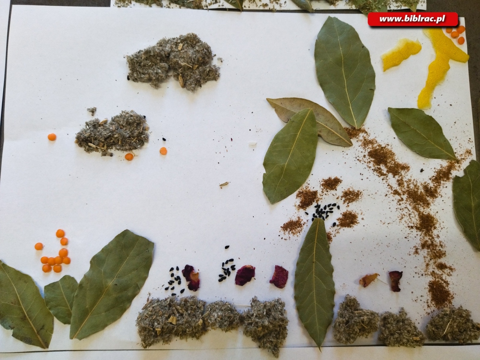 Zdjęcie w galerii na portalu naszraciborz.pl: Pachnące obrazy w Markowicach wiadomości z regionu