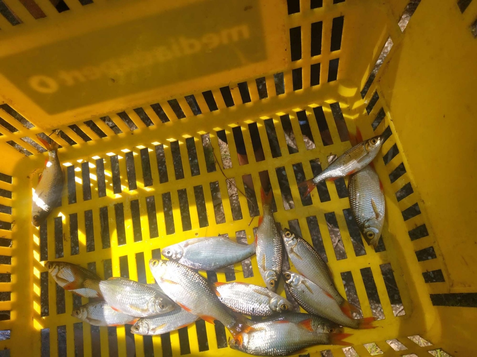 Zdjęcie w galerii na portalu naszraciborz.pl: Taaaka ryba. Najmłodsi wędkowali pod Oborą wiadomości z regionu