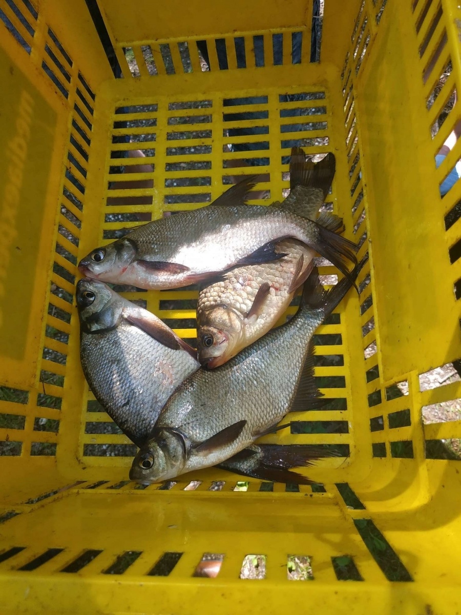 Zdjęcie w galerii na portalu naszraciborz.pl: Taaaka ryba. Najmłodsi wędkowali pod Oborą wiadomości z regionu