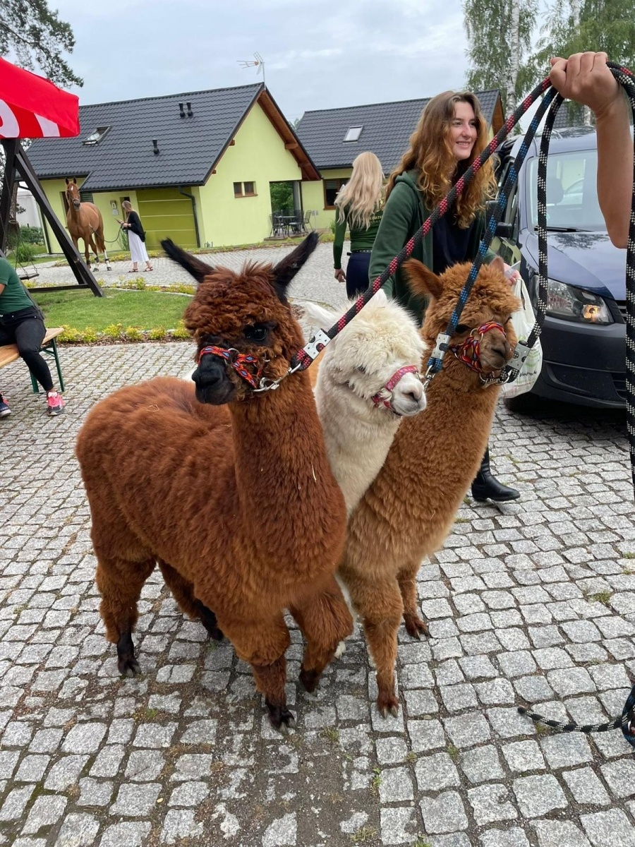 Zdjęcie w galerii na portalu naszraciborz.pl: Wielki piknik w Klubie Jeździeckim Aqua Brax Szymocice wiadomości z regionu