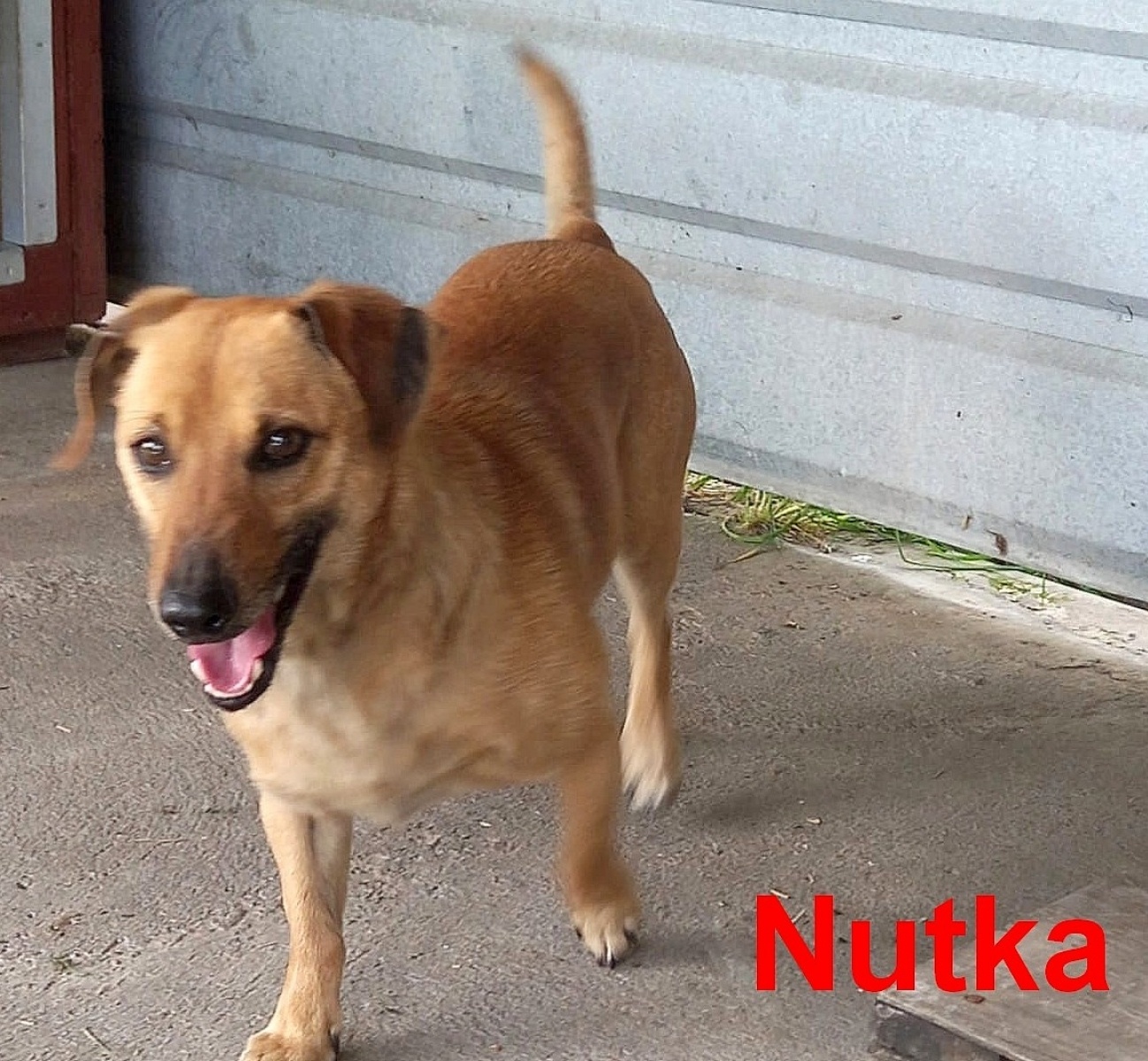 Zdjęcie w galerii na portalu naszraciborz.pl: Nutka - bomba miłości i słodyczy czeka na nowy dom wiadomości z regionu