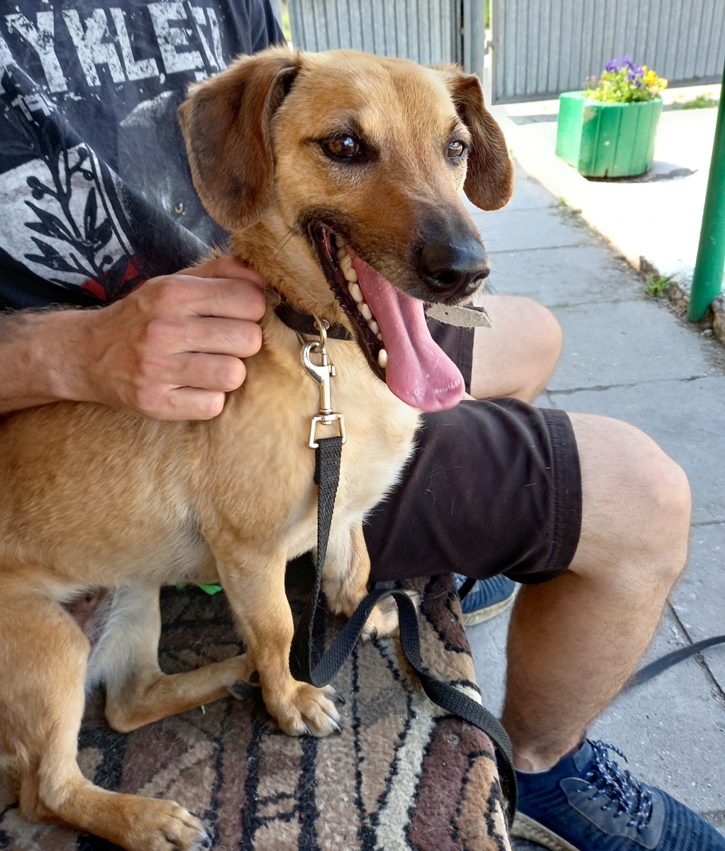 Zdjęcie w galerii na portalu naszraciborz.pl: Nutka - bomba miłości i słodyczy czeka na nowy dom wiadomości z regionu