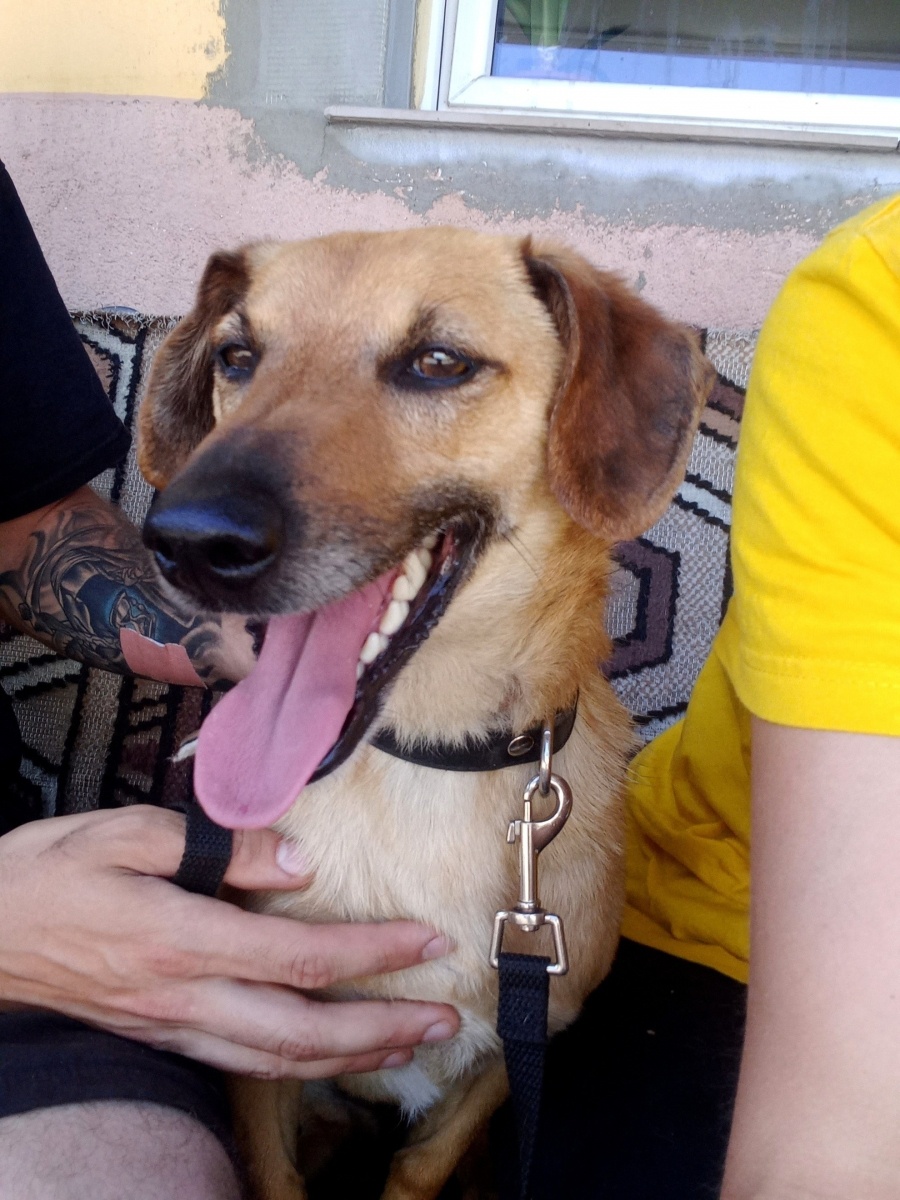 Zdjęcie w galerii na portalu naszraciborz.pl: Nutka - bomba miłości i słodyczy czeka na nowy dom wiadomości z regionu