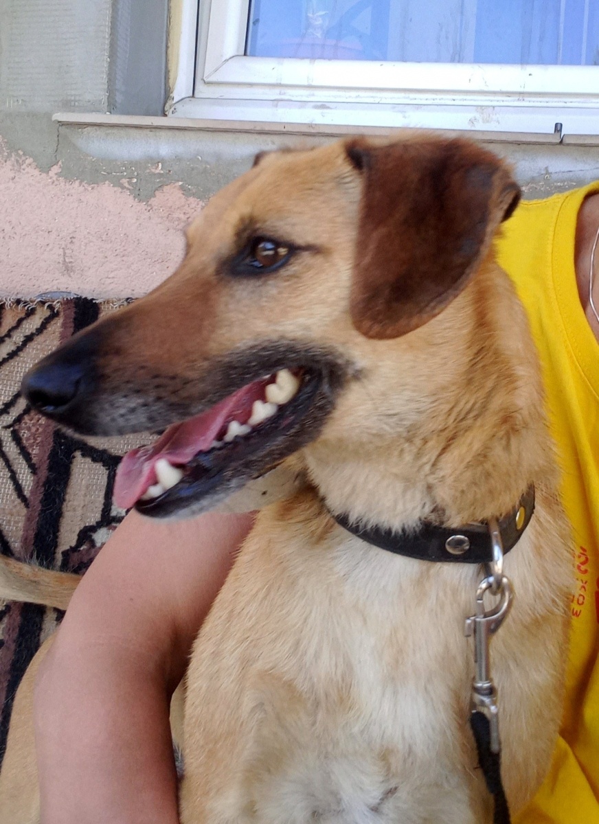 Zdjęcie w galerii na portalu naszraciborz.pl: Nutka - bomba miłości i słodyczy czeka na nowy dom wiadomości z regionu