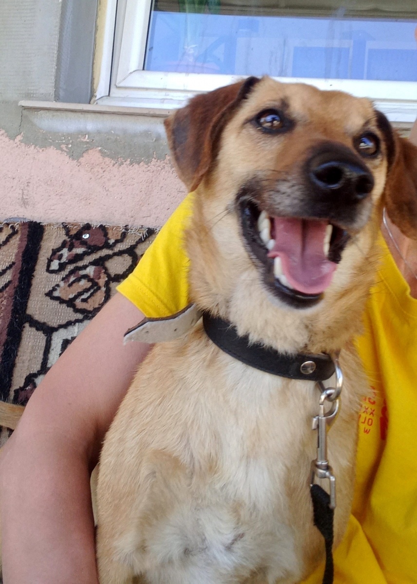 Zdjęcie w galerii na portalu naszraciborz.pl: Nutka - bomba miłości i słodyczy czeka na nowy dom wiadomości z regionu