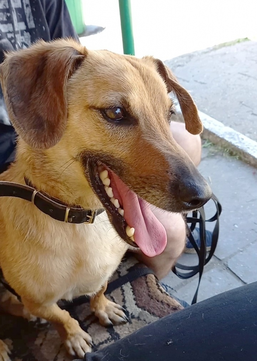 Zdjęcie w galerii na portalu naszraciborz.pl: Nutka - bomba miłości i słodyczy czeka na nowy dom wiadomości z regionu