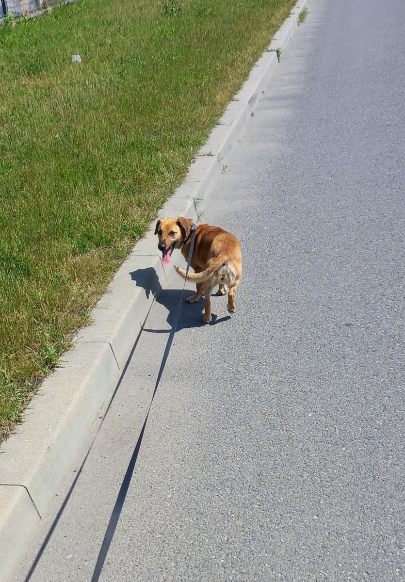 Zdjęcie w galerii na portalu naszraciborz.pl: Nutka - bomba miłości i słodyczy czeka na nowy dom wiadomości z regionu