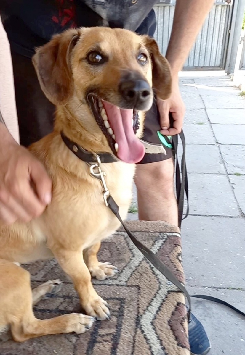 Zdjęcie w galerii na portalu naszraciborz.pl: Nutka - bomba miłości i słodyczy czeka na nowy dom wiadomości z regionu