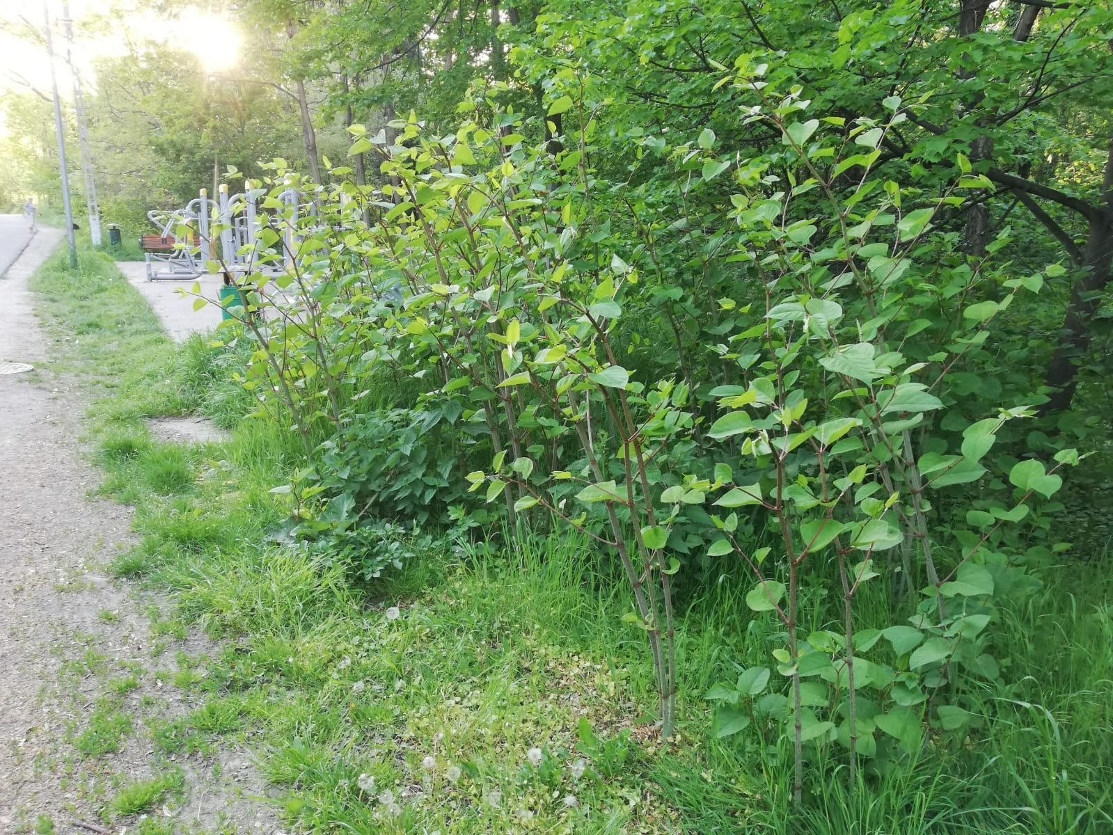 Zdjęcie w galerii na portalu naszraciborz.pl: List do redakcji - zainteresujcie się tematem inwazyjnej rośliny! wiadomości z regionu