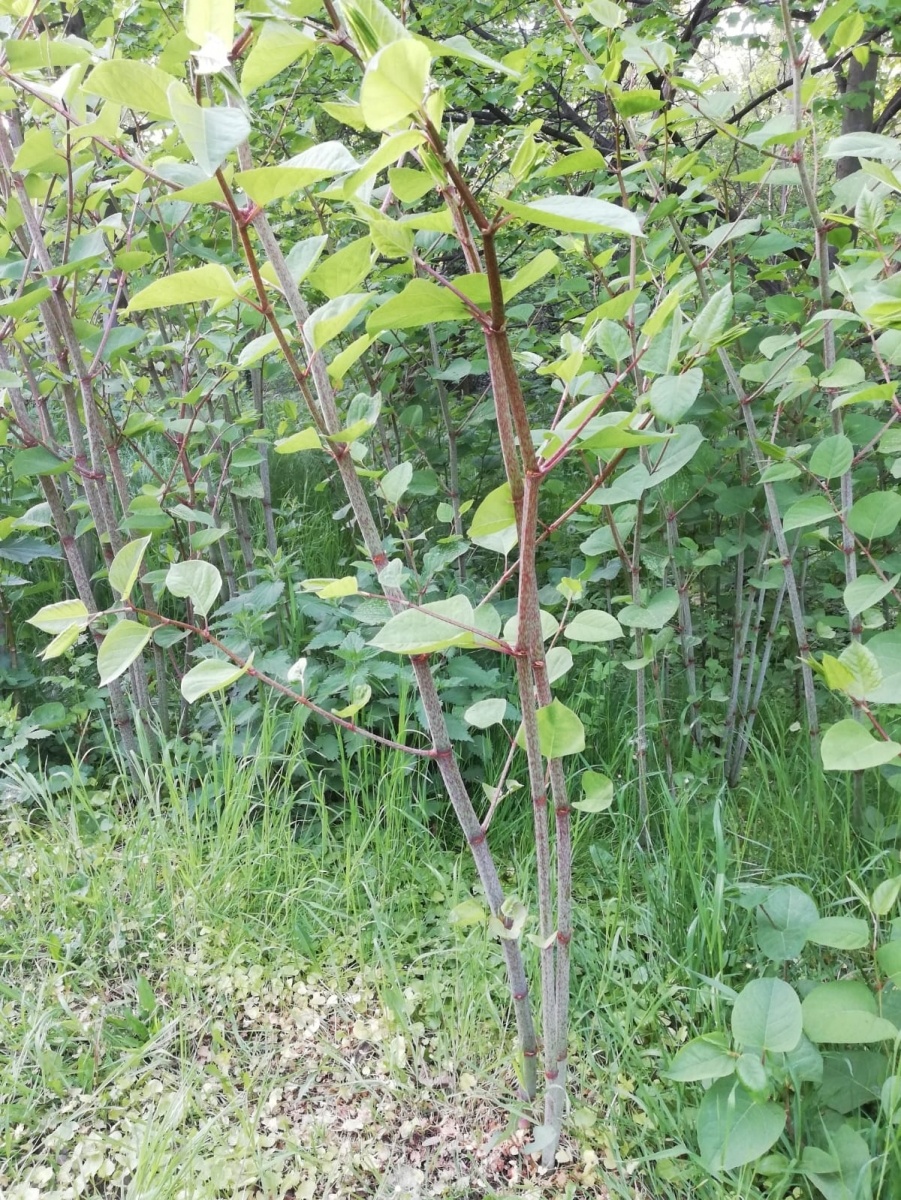 Zdjęcie w galerii na portalu naszraciborz.pl: List do redakcji - zainteresujcie się tematem inwazyjnej rośliny! wiadomości z regionu