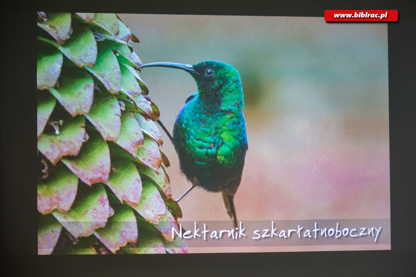 Zdjęcie w galerii na portalu naszraciborz.pl: Afrykańska podróż marzeń w bibliotece wiadomości z regionu