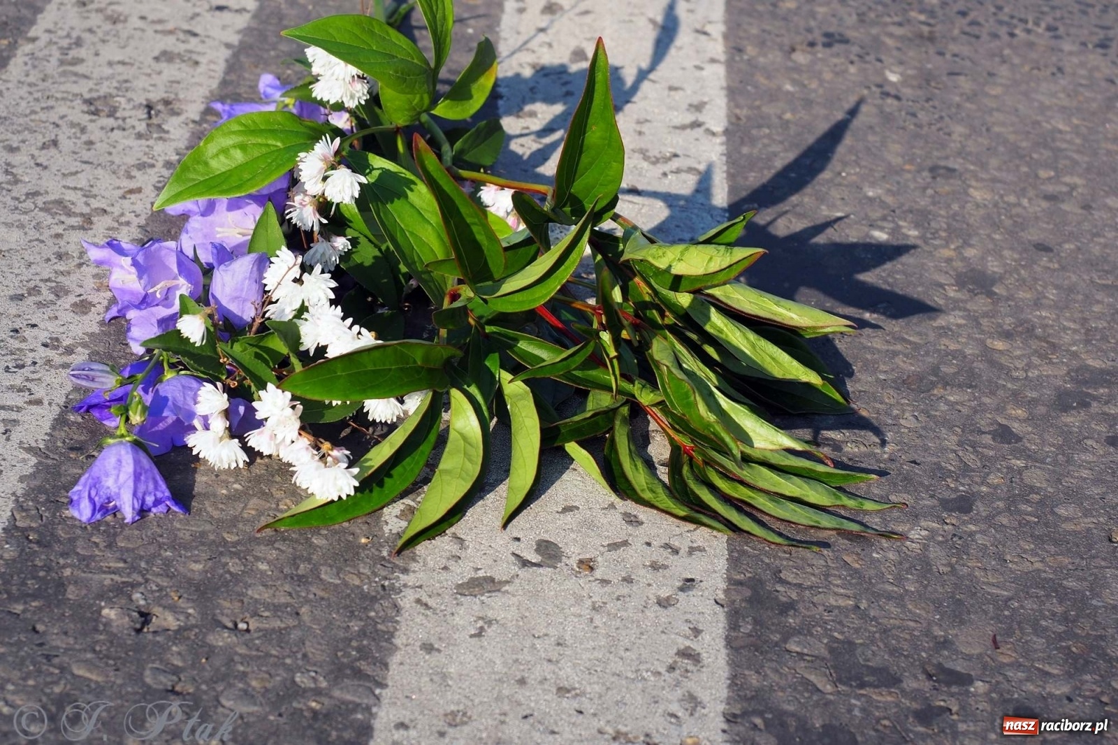 Zdjęcie w galerii na portalu naszraciborz.pl: Parafie NSPJ i Matki Bożej gotowe na Boże Ciało wiadomości z regionu