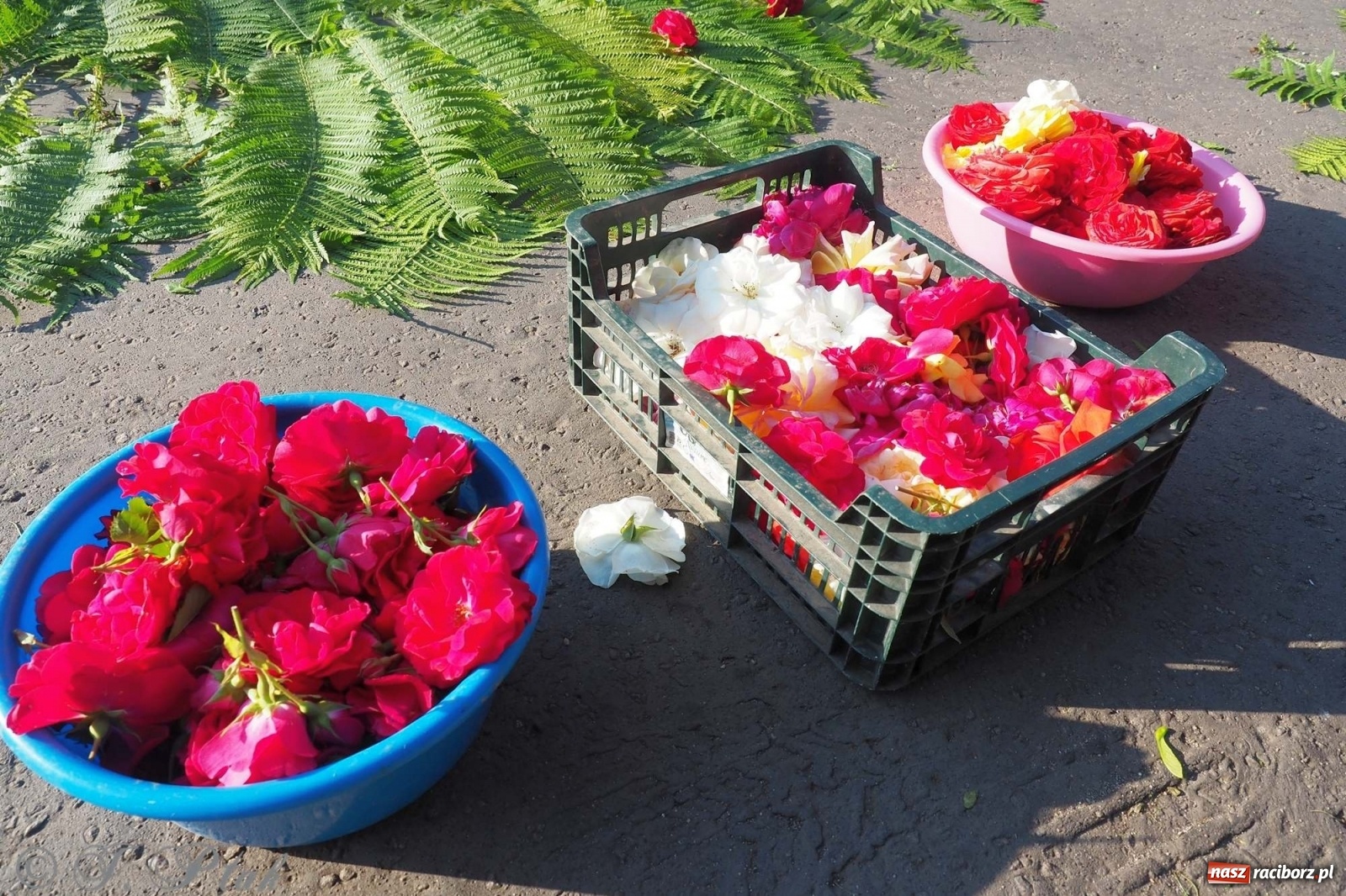 Zdjęcie w galerii na portalu naszraciborz.pl: Parafie NSPJ i Matki Bożej gotowe na Boże Ciało wiadomości z regionu