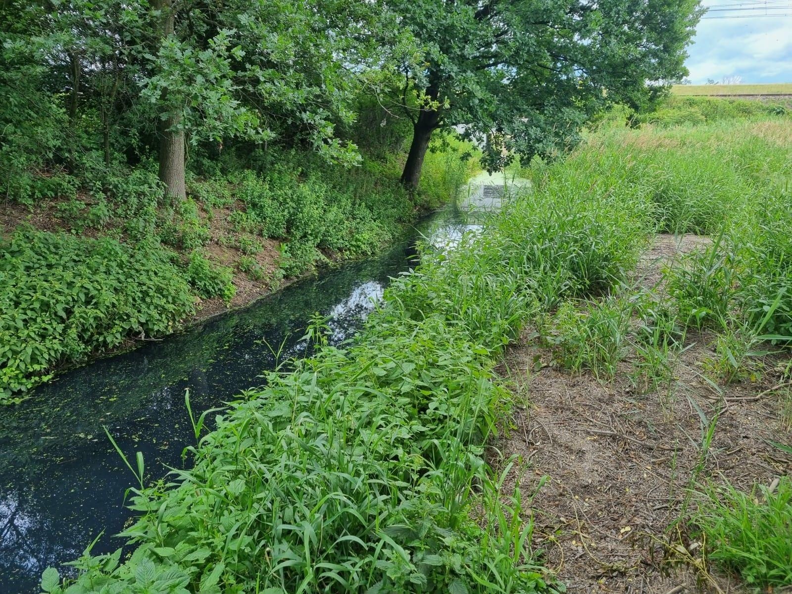 Zdjęcie w galerii na portalu naszraciborz.pl: Tajemnicza substancja w Pilarce w Tworkowie wiadomości z regionu