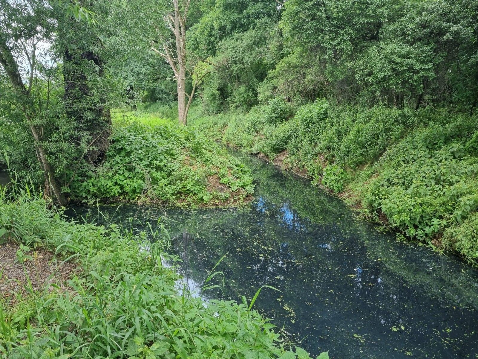Zdjęcie w galerii na portalu naszraciborz.pl: Tajemnicza substancja w Pilarce w Tworkowie wiadomości z regionu