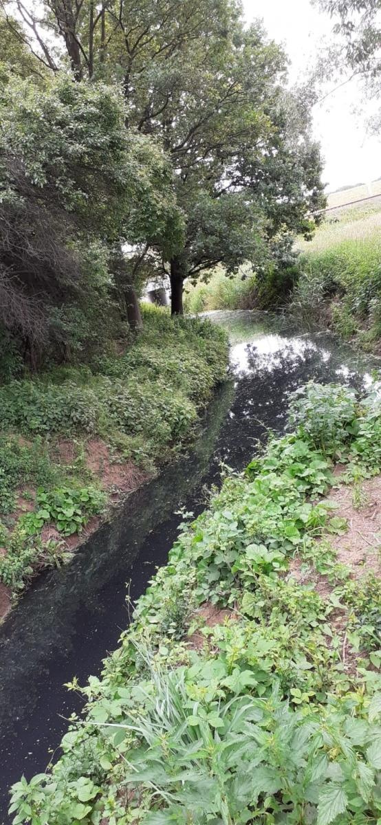 Zdjęcie w galerii na portalu naszraciborz.pl: Tajemnicza substancja w Pilarce w Tworkowie wiadomości z regionu