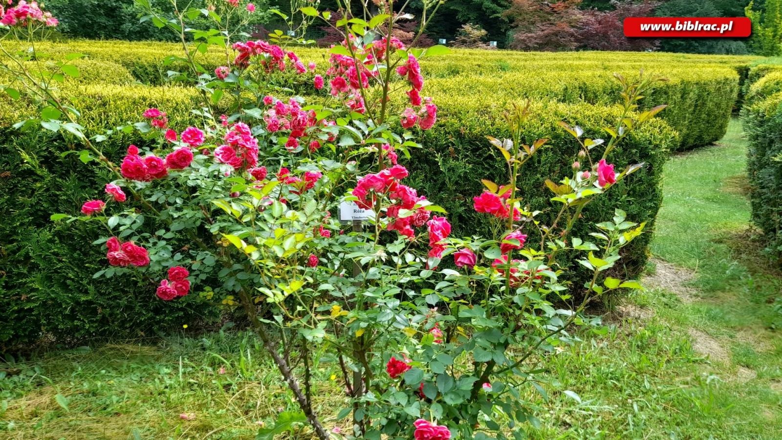 Zdjęcie w galerii na portalu naszraciborz.pl: Biblioteczny Klub w Zaczarowanym Ogrodzie wiadomości z regionu